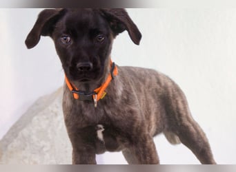 Natalia - sanftes und offenes Hundekind