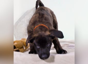 Noel - klug und zugewandt