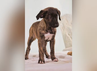 Noelia - zartes und liebevolles Hundekind