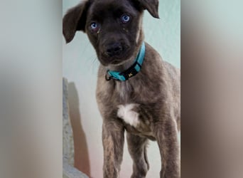 Natascha - freundlich verspieltes Hundemädchen