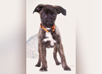 Noel - klug und zugewandt