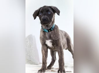 Natascha - freundlich verspieltes Hundemädchen