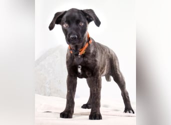 Natalia - sanftes und offenes Hundekind