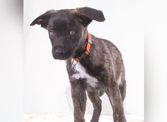 Noel - klug und zugewandt