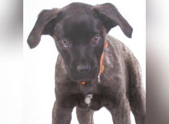 Natalia - sanftes und offenes Hundekind