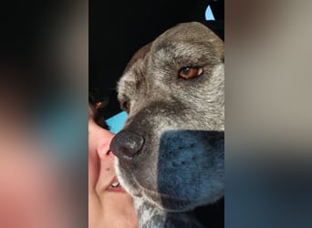 Tea sucht dauerhaftes Happy-Home