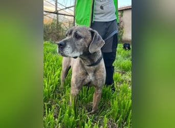 Tea sucht dauerhaftes Happy-Home