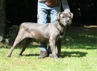 Arkell - SOS - hat Probleme mit den Augen