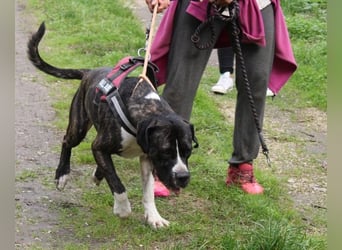 Mars - dringend Pflegestelle gesucht - Sie hatten es doch so fest versprochen!