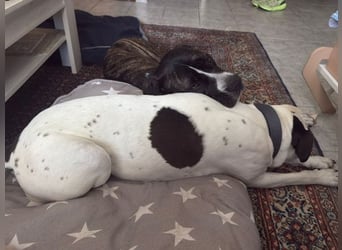 Mars - dringend Pflegestelle gesucht - Sie hatten es doch so fest versprochen!