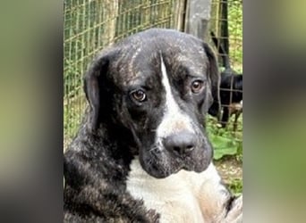 Mars - dringend Pflegestelle gesucht - Sie hatten es doch so fest versprochen!