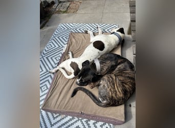 Mars - dringend Pflegestelle gesucht - Sie hatten es doch so fest versprochen!