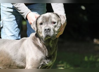 Arkell - SOS - hat Probleme mit den Augen