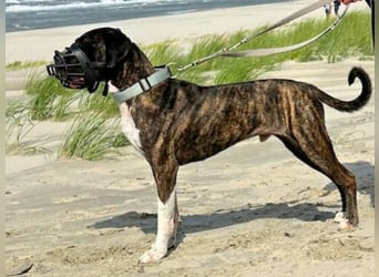 Mars - Sie hatten es doch so fest versprochen!