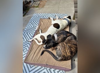 Mars - Sie hatten es doch so fest versprochen!