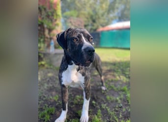 Mars - Sie hatten es doch so fest versprochen!