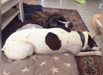 Mars - Sie hatten es doch so fest versprochen!