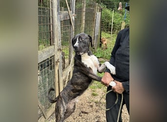 Mars - dringend Pflegestelle gesucht - Sie hatten es doch so fest versprochen!