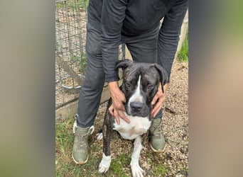 Mars -SOS- Dringend Pflegestelle oder neues Zuhause gesucht -Sie hatten es doch so fest versprochen!