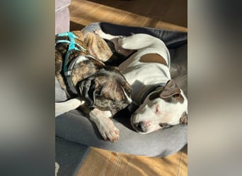 Mars - Sie hatten es doch so fest versprochen!