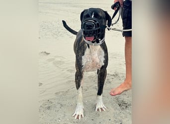 Mars - Sie hatten es doch so fest versprochen!