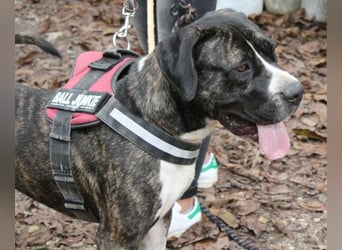 Mars - dringend Pflegestelle gesucht - Sie hatten es doch so fest versprochen!