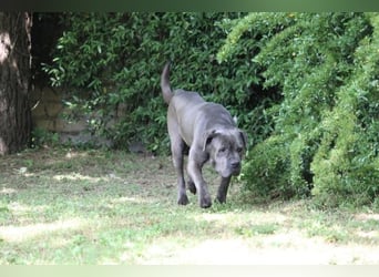 Arkell - SOS - hat Probleme mit den Augen