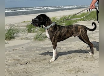 Mars - dringend Pflegestelle gesucht - Sie hatten es doch so fest versprochen!