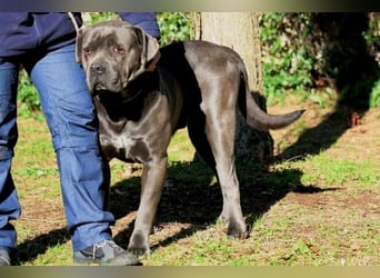 Arkell - SOS - hat Probleme mit den Augen