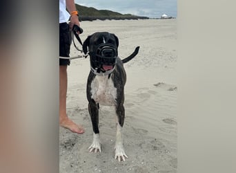 Mars - dringend Pflegestelle gesucht - Sie hatten es doch so fest versprochen!