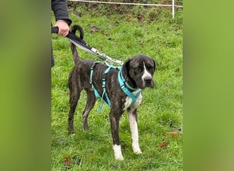 Mars - dringend Pflegestelle gesucht - Sie hatten es doch so fest versprochen!