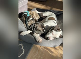 Mars - dringend Pflegestelle gesucht - Sie hatten es doch so fest versprochen!