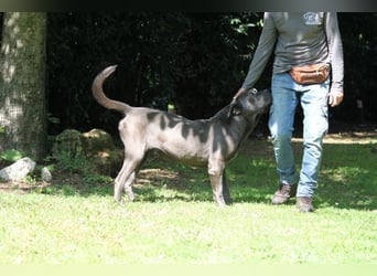 Arkell - SOS - hat Probleme mit den Augen