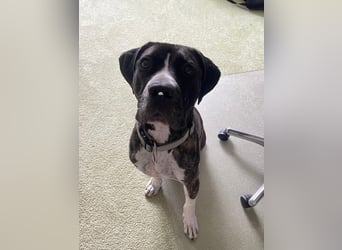 Mars - dringend Pflegestelle gesucht - Sie hatten es doch so fest versprochen!