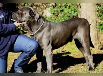 Arkell - SOS - hat Probleme mit den Augen