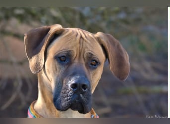 Scooby-Doo sucht seine Menschen