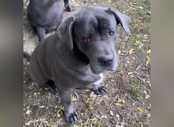 Aida, Cane Corso, sucht Zuhause
