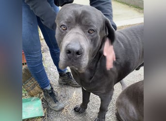 Barell, Cane Corso, sucht sein Zuhause