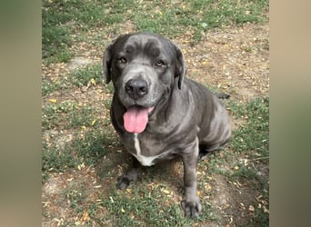 Aida, Cane Corso, sucht Zuhause