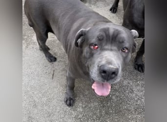 Aida, Cane Corso, sucht Zuhause