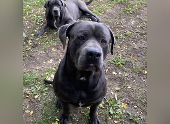 Barell, Cane Corso, sucht sein Zuhause