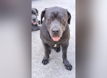 Barell, Cane Corso, sucht sein Zuhause