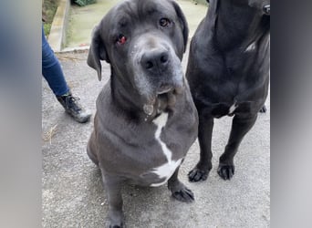 Aida, Cane Corso, sucht Zuhause