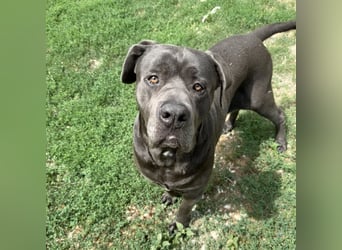 Barell, Cane Corso, sucht sein Zuhause
