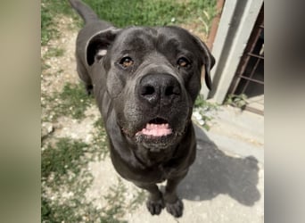 Barell, Cane Corso, sucht sein Zuhause