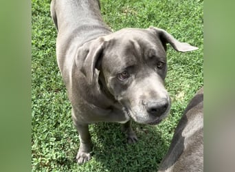 Barell, Cane Corso, sucht sein Zuhause