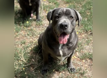 Aida, Cane Corso, sucht Zuhause