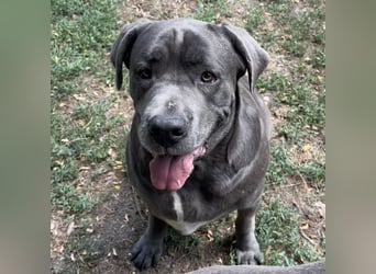 Aida, Cane Corso, sucht Zuhause