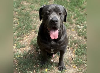 Barell, Cane Corso, sucht sein Zuhause