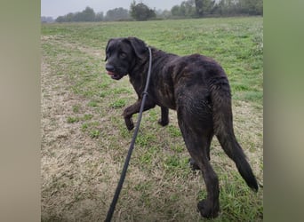 Gustav ein großer Bub